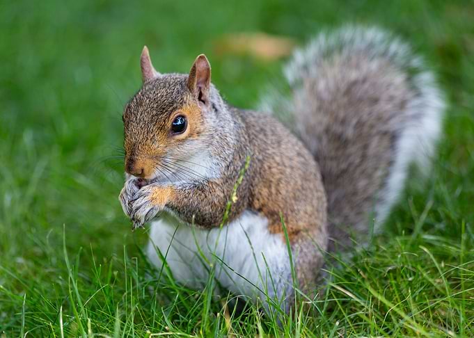 A cute squirrel