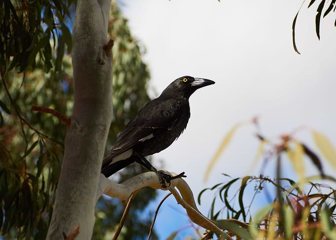 Currawong