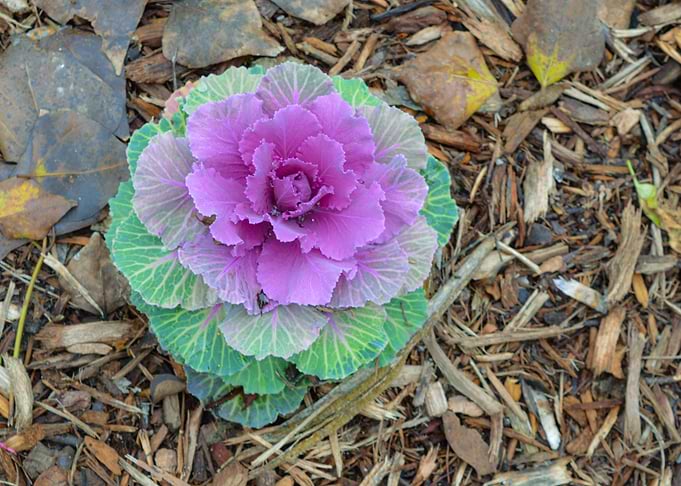 Flower