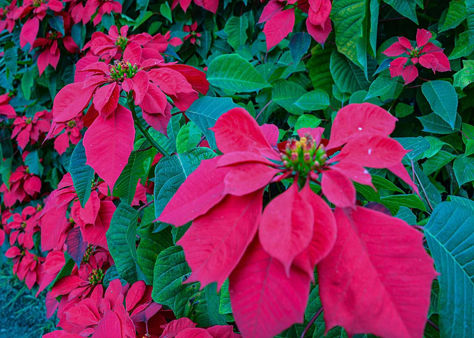 Red Flower