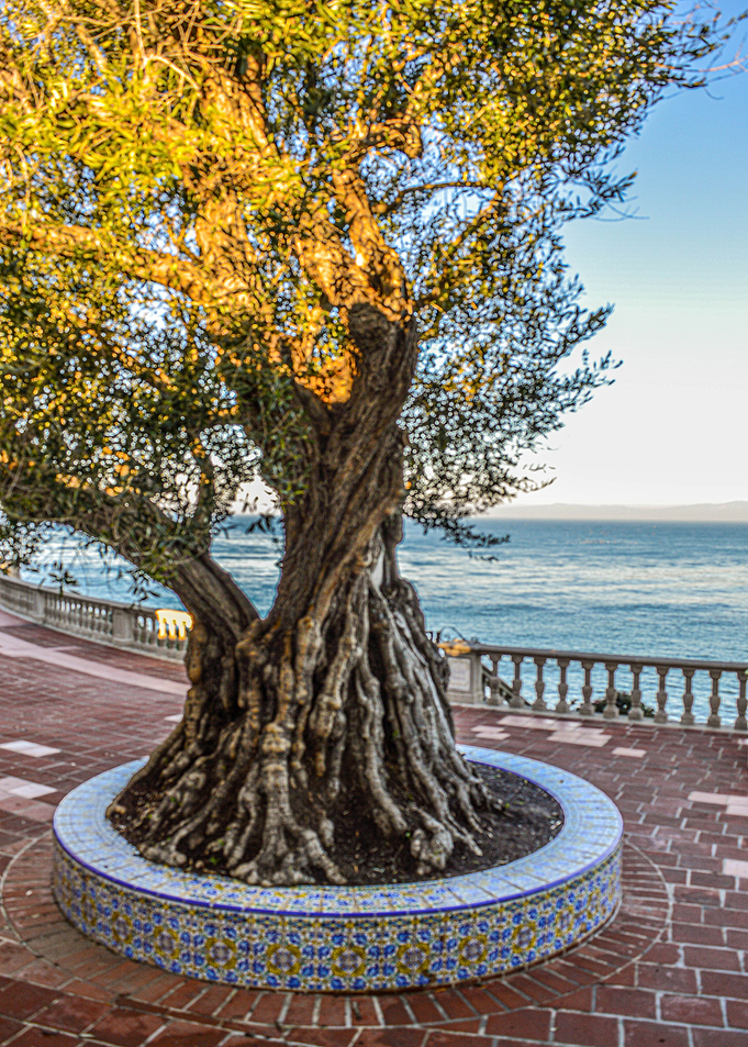 Ancient Tree