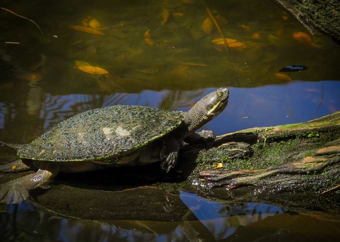 Turtle