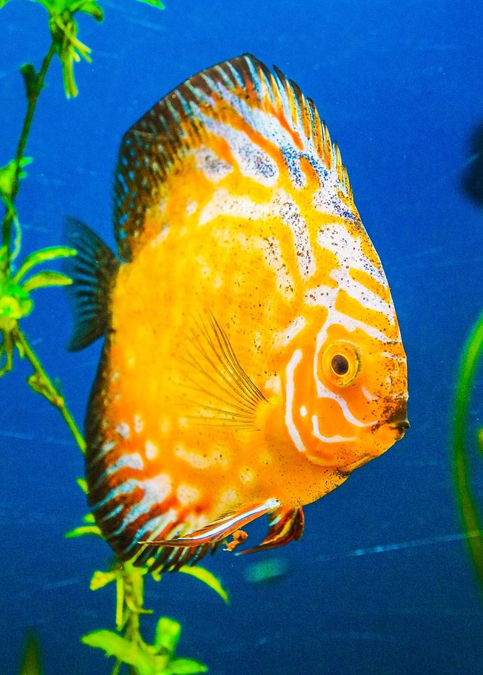 Yellow fish in water body