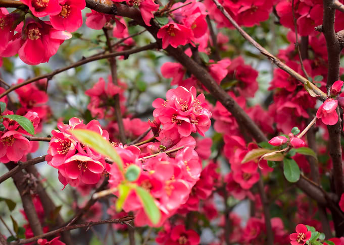 spring time flower