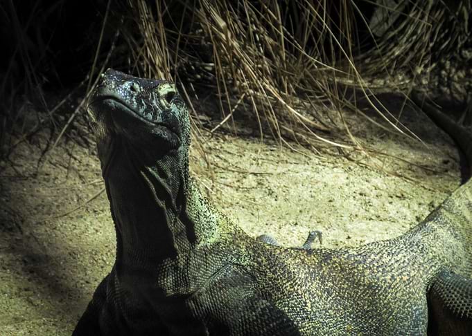 Komodo Dragon
