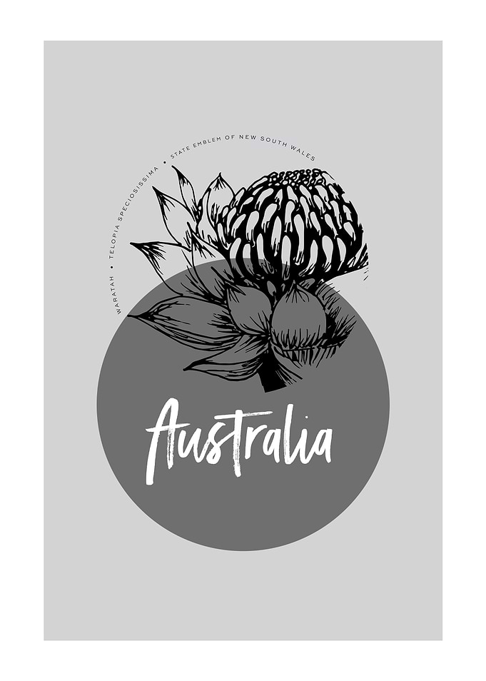 AUSTRALIA WARATAH GREY