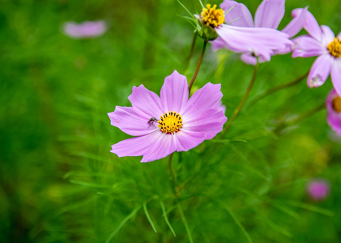 Pink Flower
