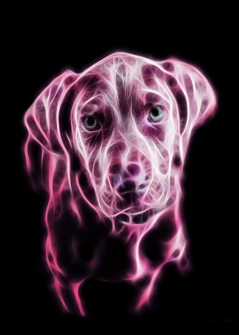 Sweet Dog
