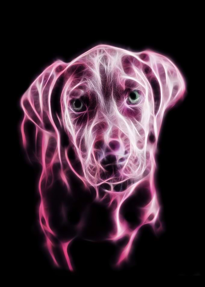 Sweet Dog