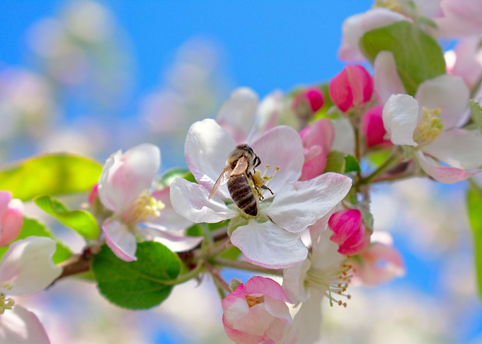 Blossom tree