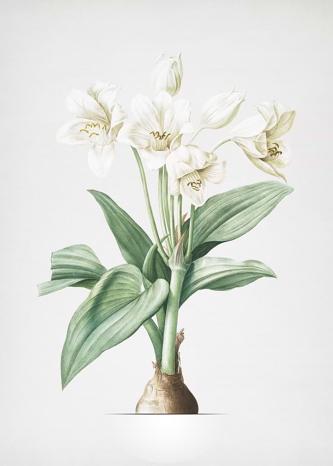 Crinum Giganteum