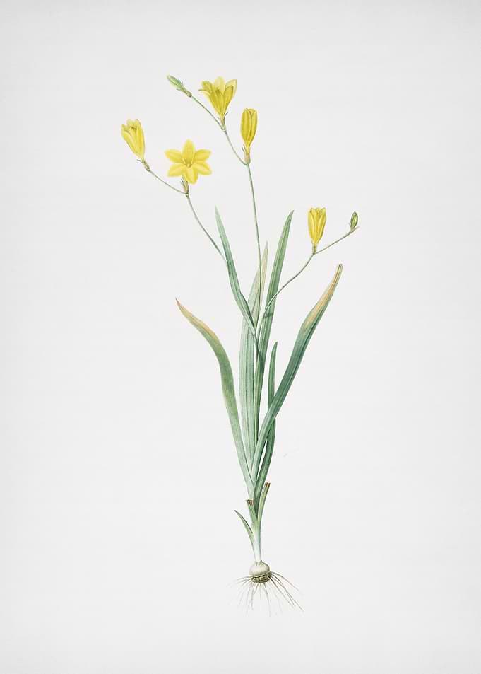 Ixia Bulbifera