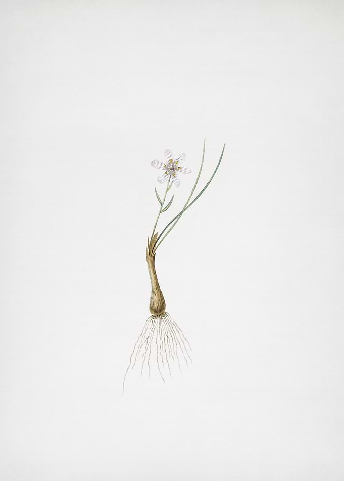 Snowdon Lily