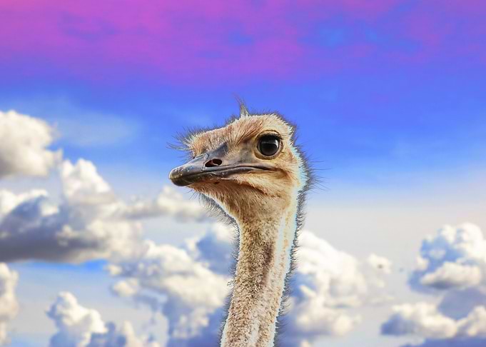 Ostrich Portrait