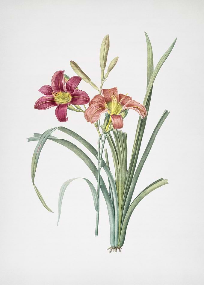 Orange Day Lily