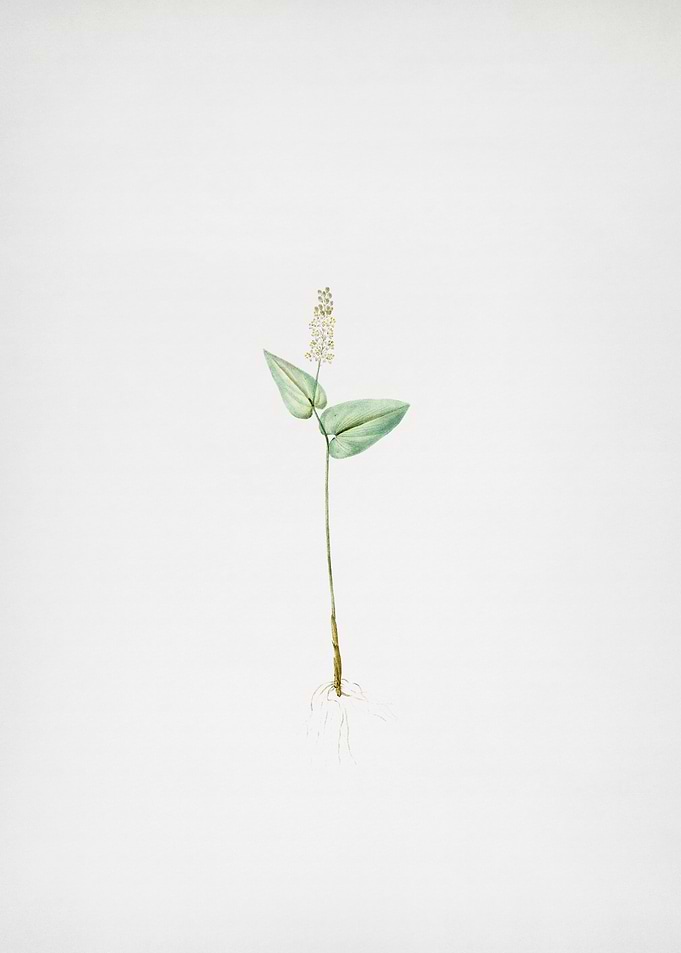 Mayanthemum
