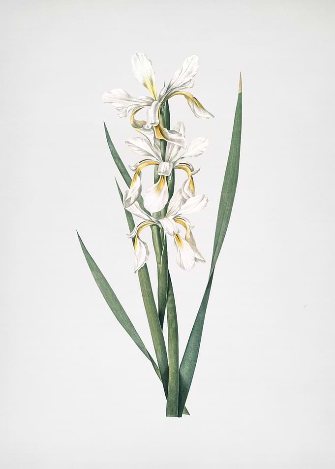 Yellow Banded Iris
