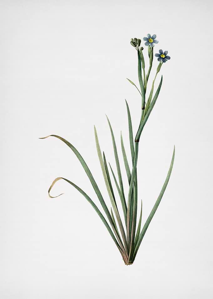 Bermudiana