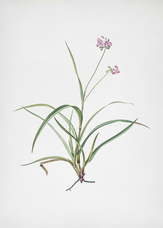 Spiderwort