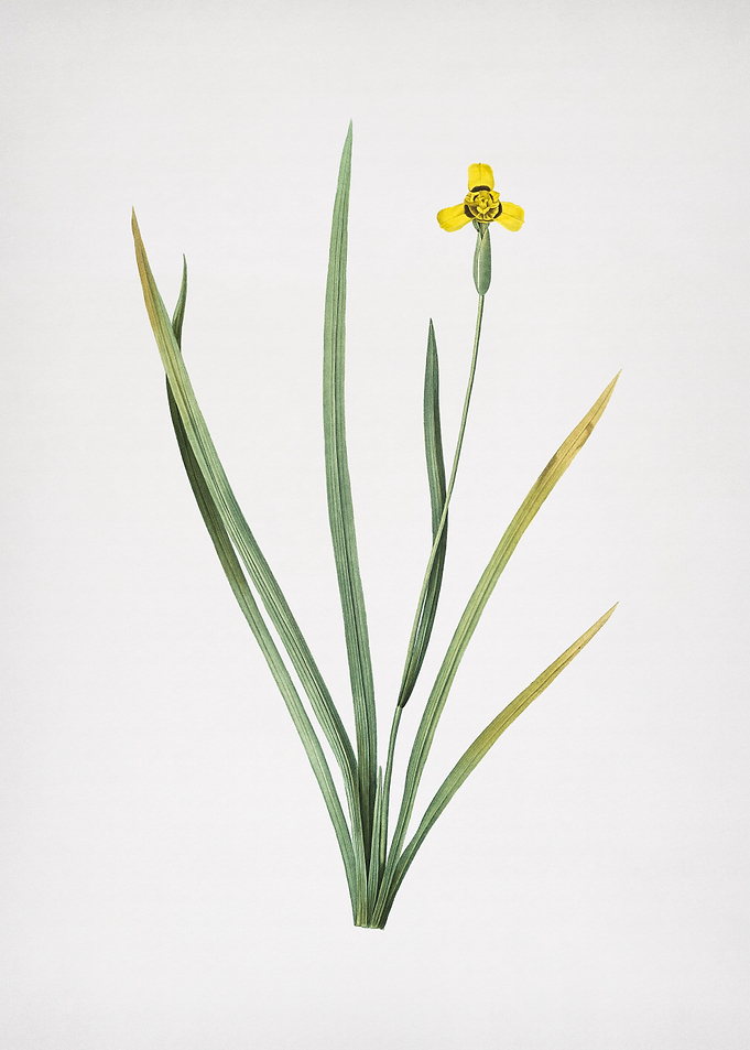 Iris Martinicensis