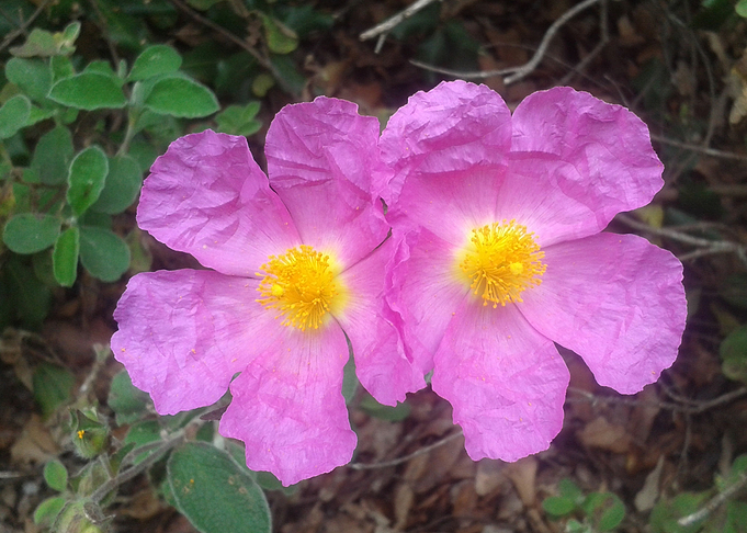 Cistus rock rose pink