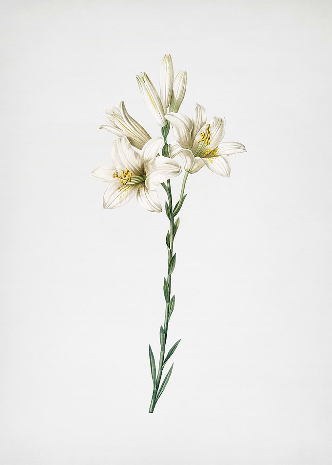 Madonna Lily
