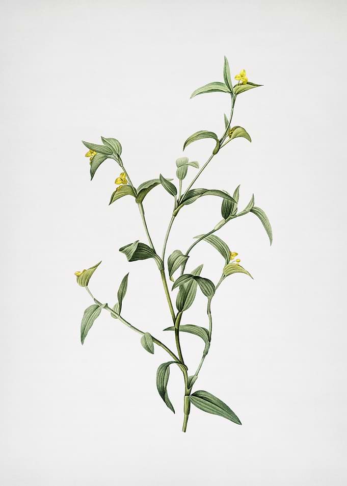 Commelina Africana
