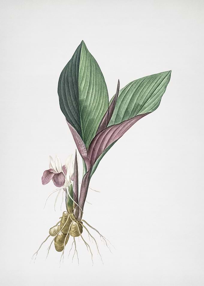 Koemferia Longa