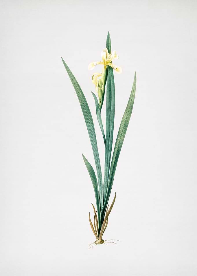 Yellow Banded Iris