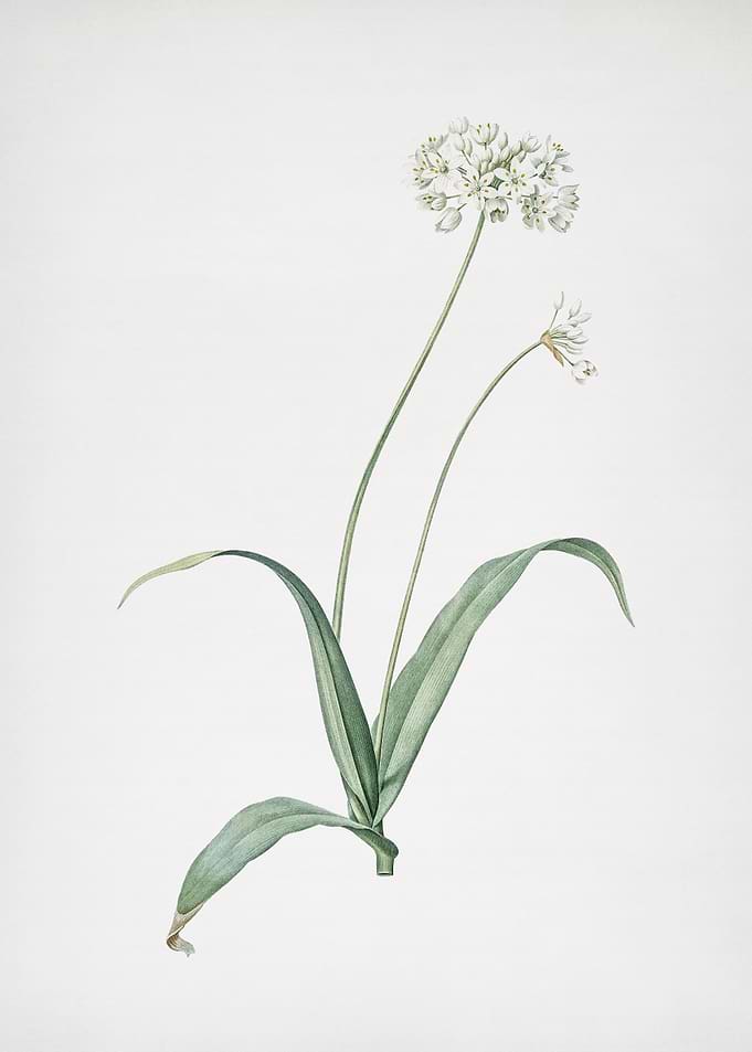 Spring Garlic