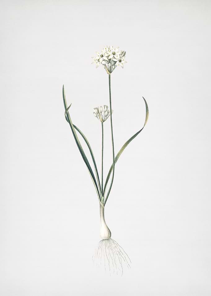 ThreeCornered Leek