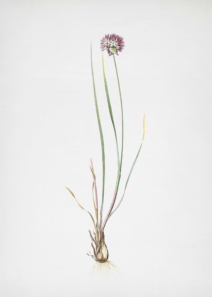 Allium Foliosum