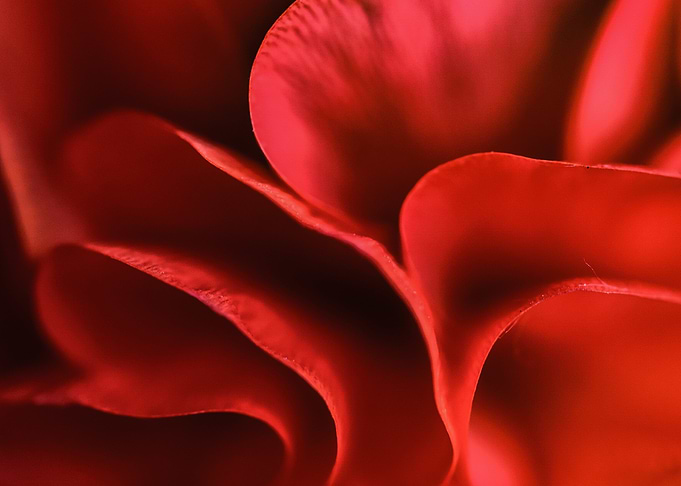 Red petals