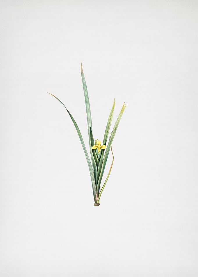 Yellow Iris