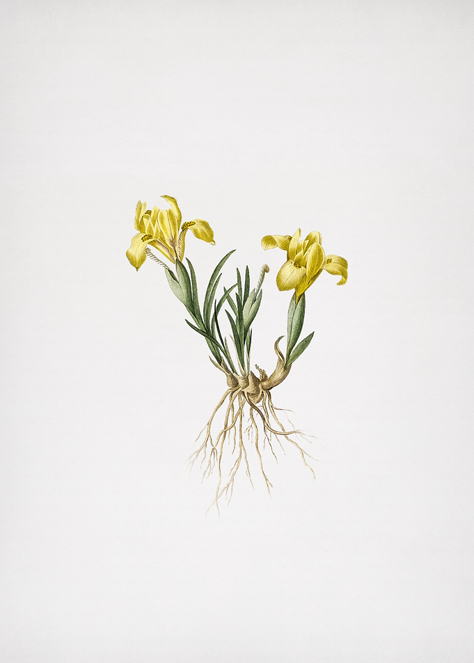 Sand Iris