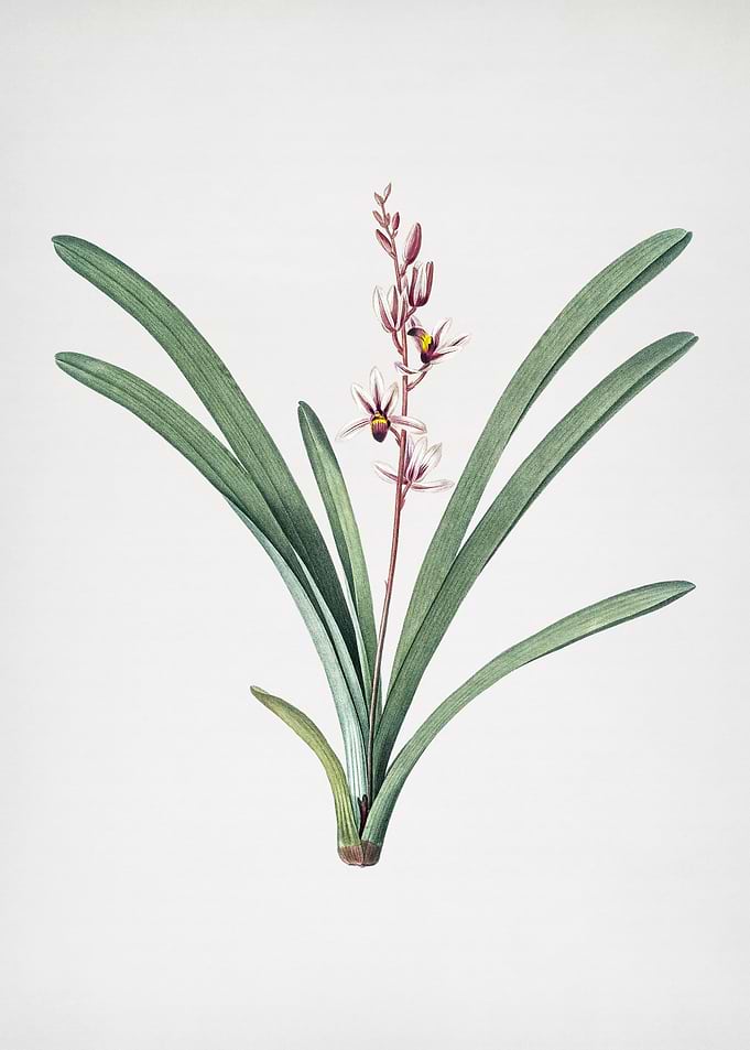 Boat Orchid