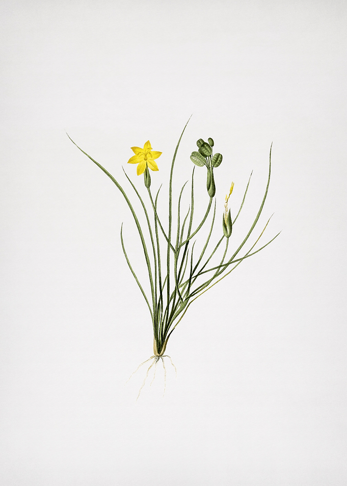 Golden Blueeyed Grass