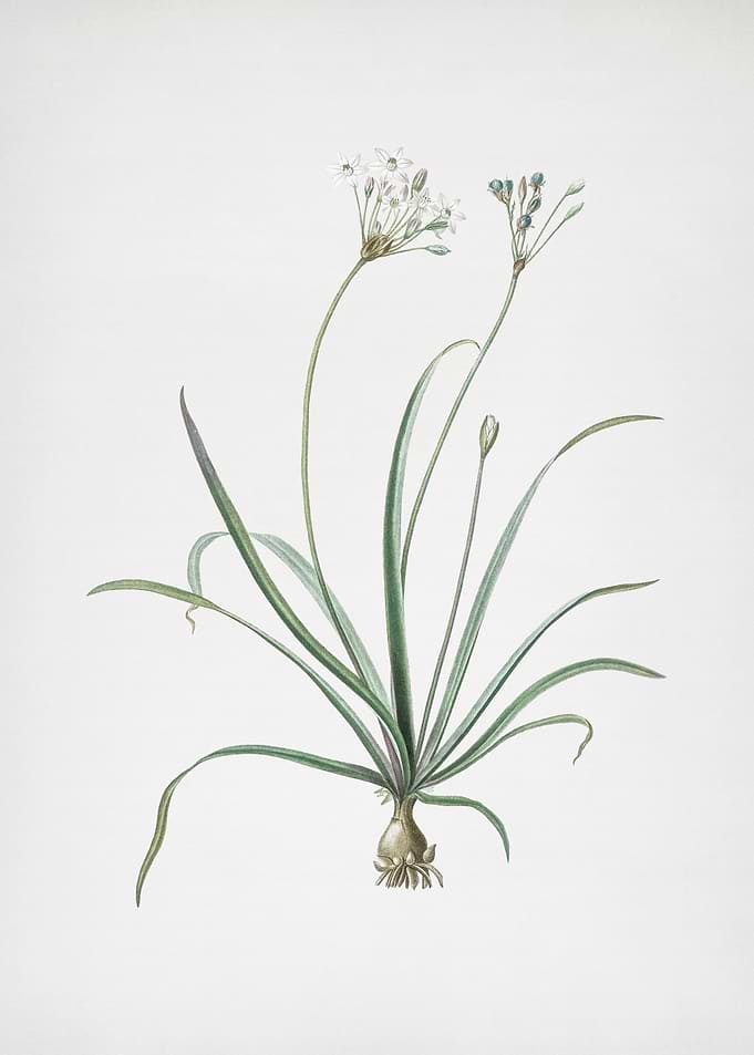 Allium Fragrans