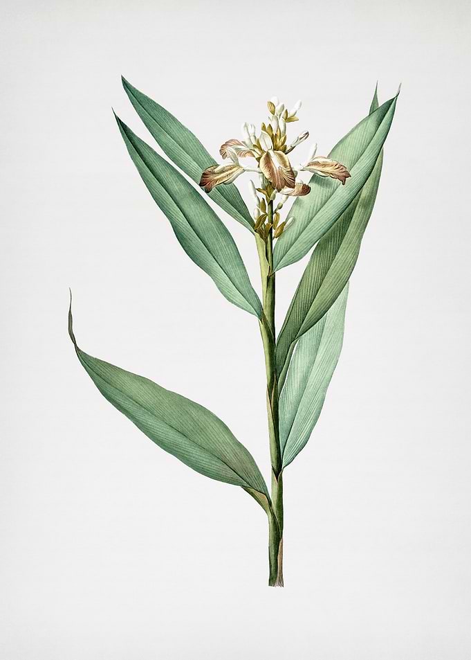 Globba Erecta