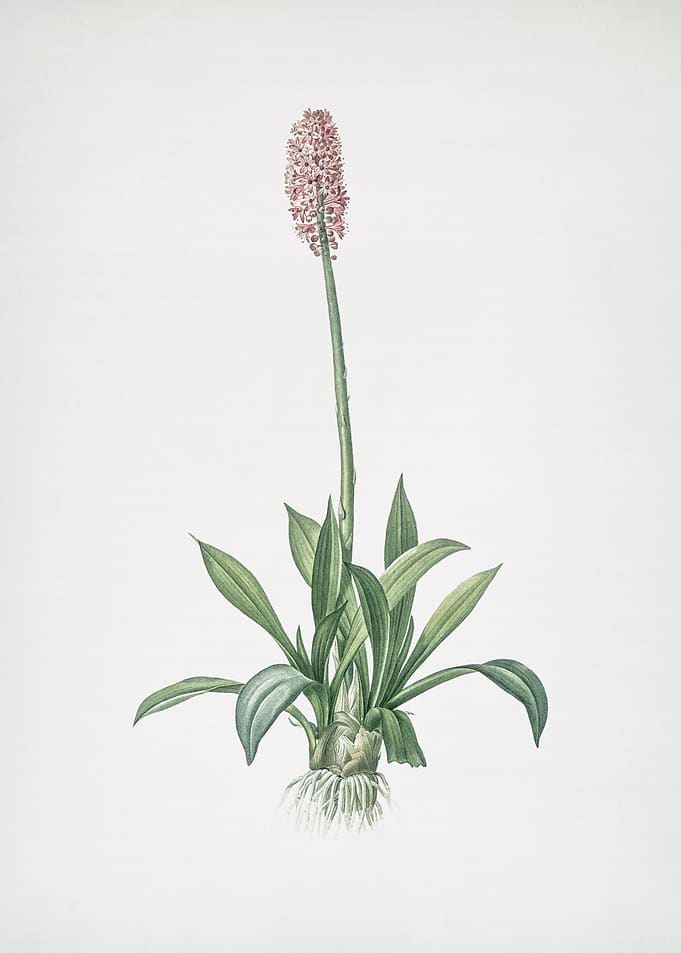 Swamp Pink