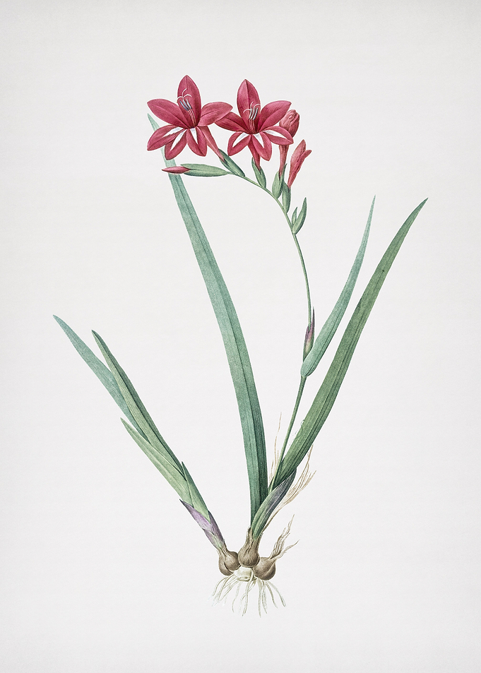 Gladiolus Cardinalis
