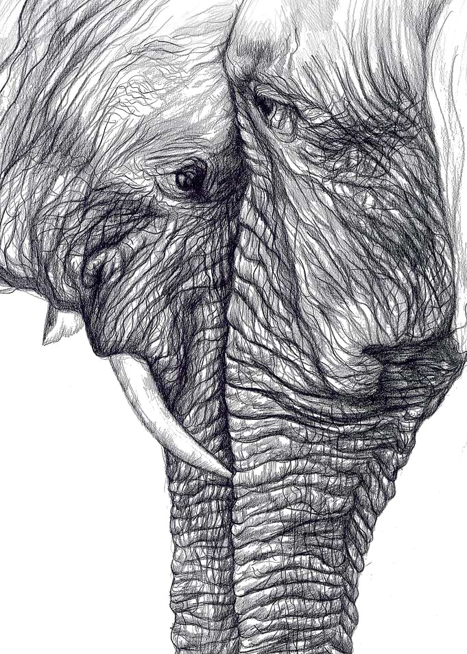 Elephant Love