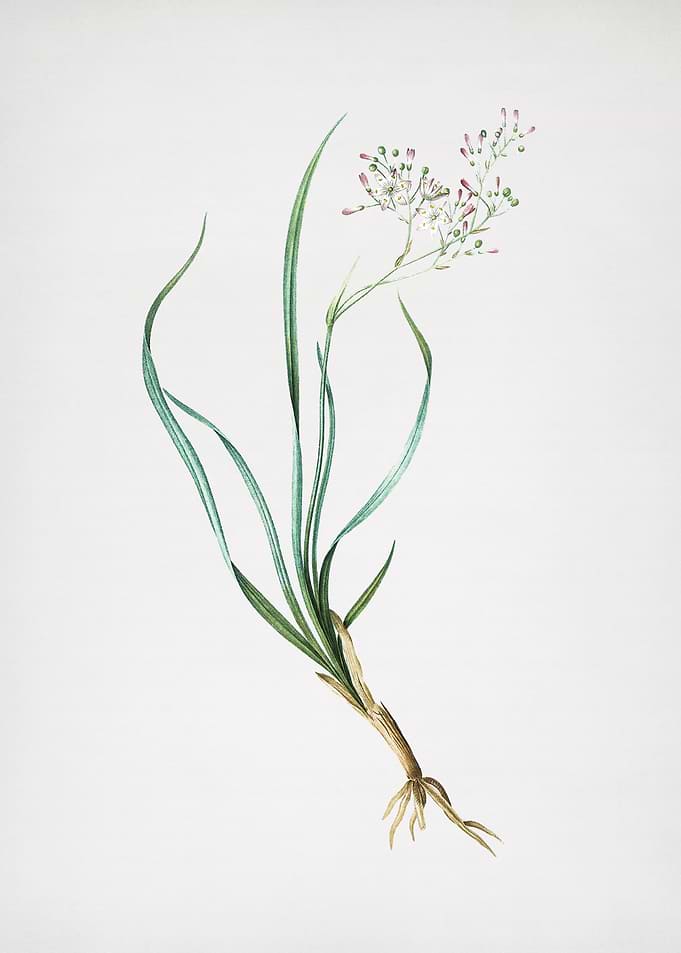 Phalangium Bicolor