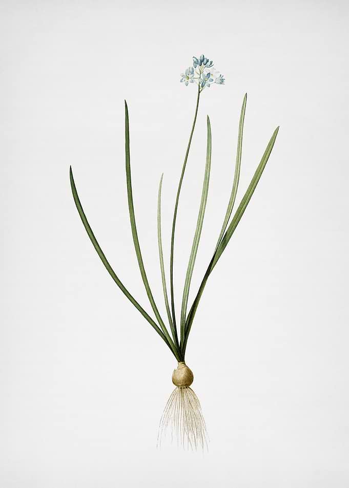 Spring Squill