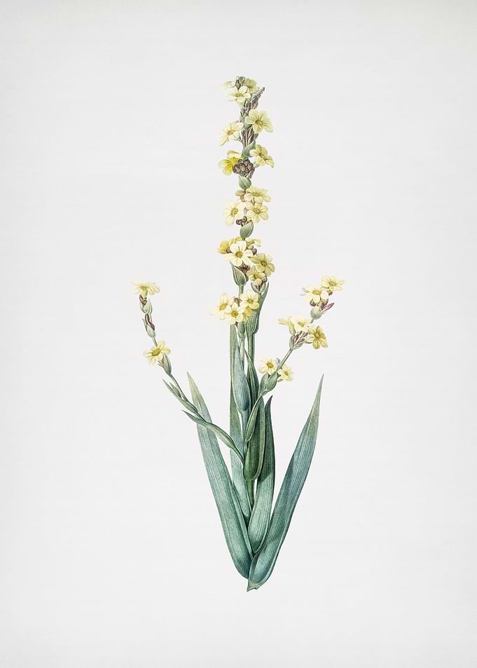 Pale Yellow Eyed Grass