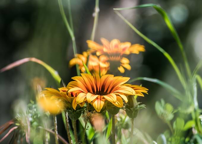 Yellow flower