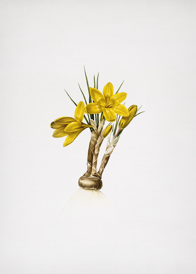 Crocus Luteus
