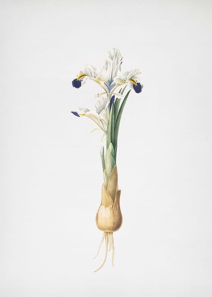 Iris Persica