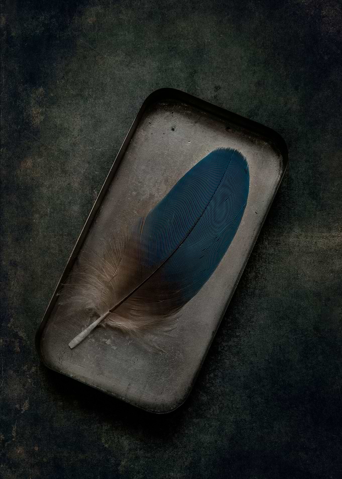 Blue feather in a box