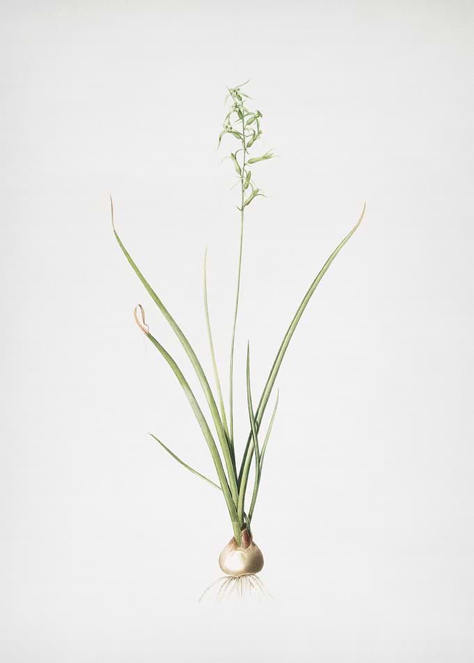 Hyacinthus Viridis